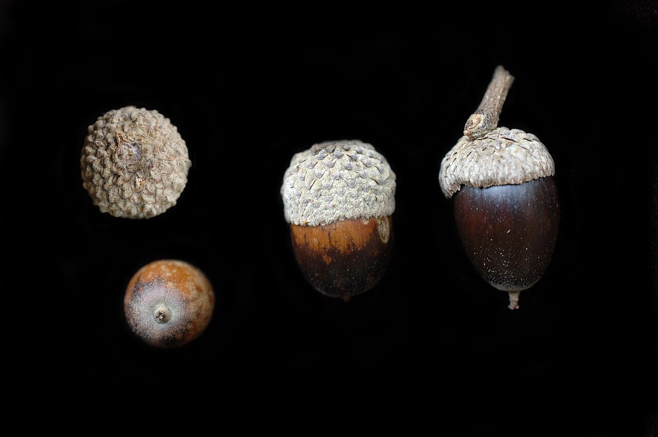 Quercus muehlenbergii chinkapin oak acorns showing cap detail and nut from multiple angles