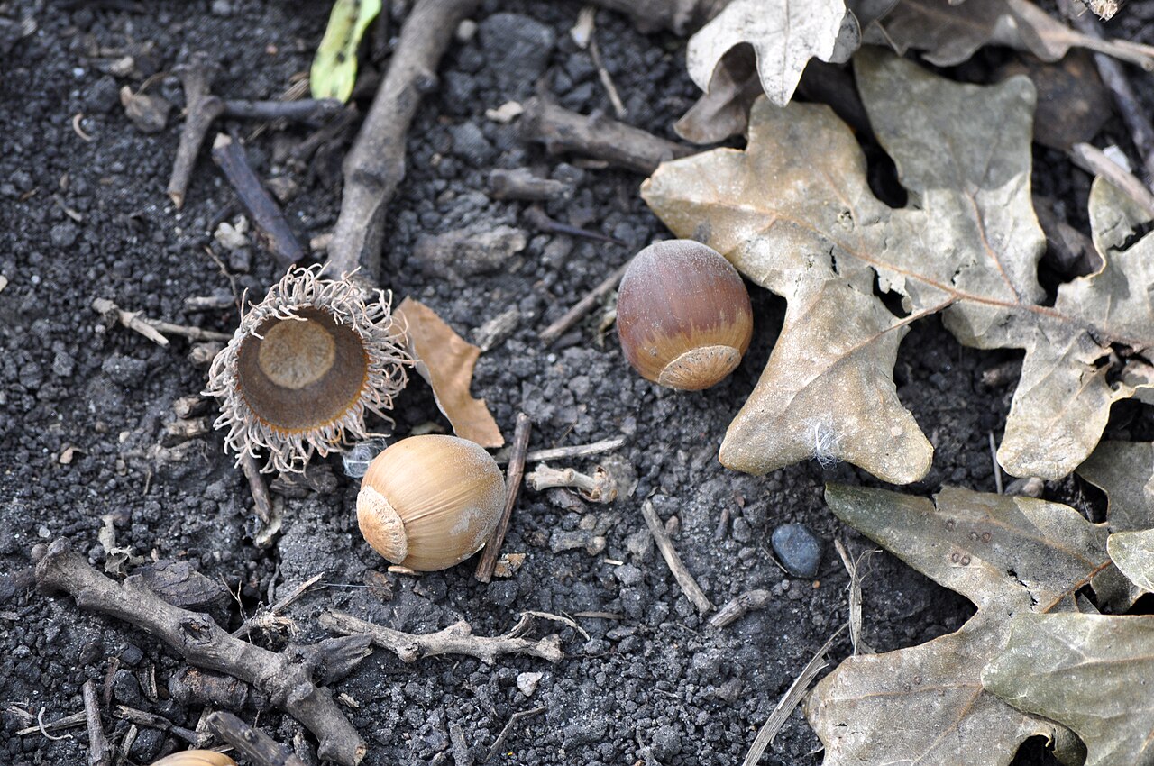 Oak acorns collected from heritage parent trees