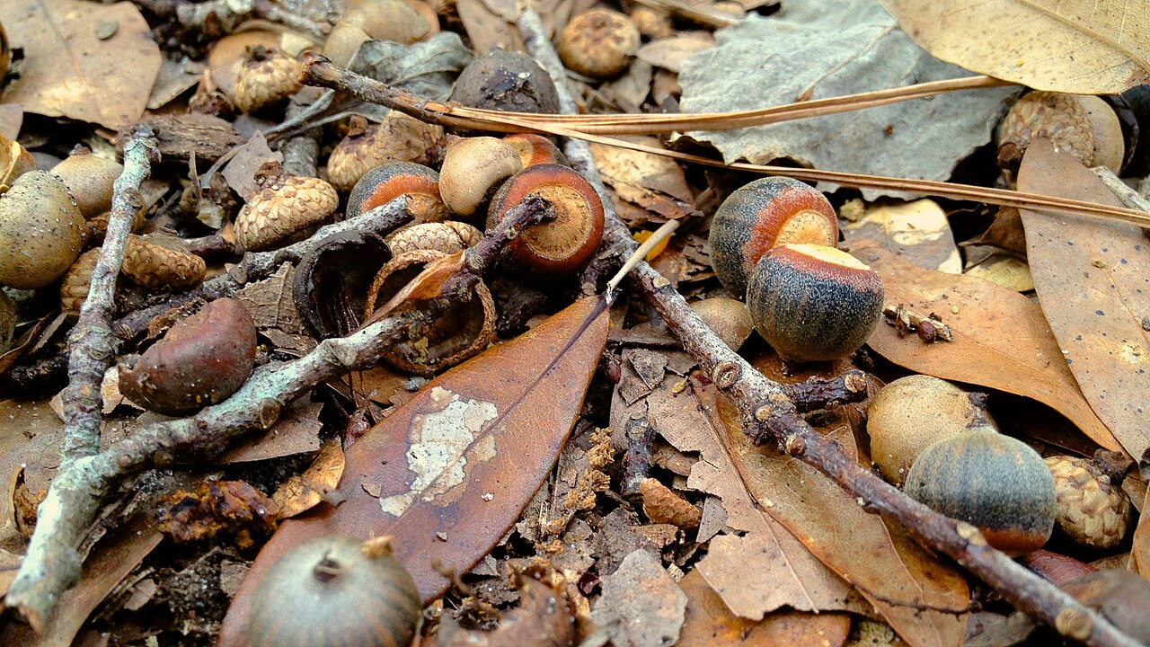 Fresh bur oak acorns from Quercus macrocarpa heritage trees
