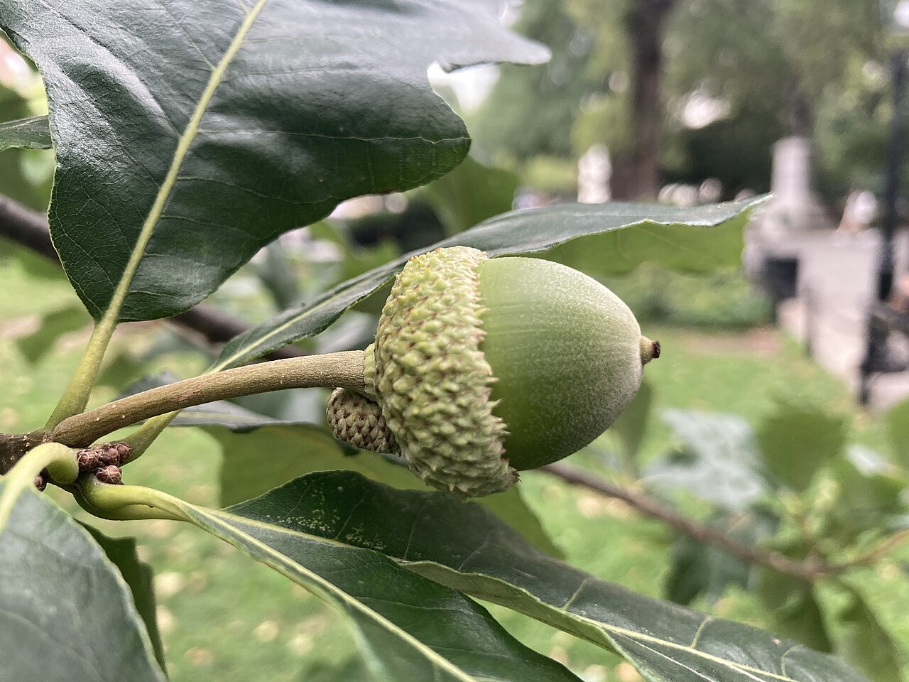 Quercus bicolor swamp white oak acorn developing on branch with distinctive leaves