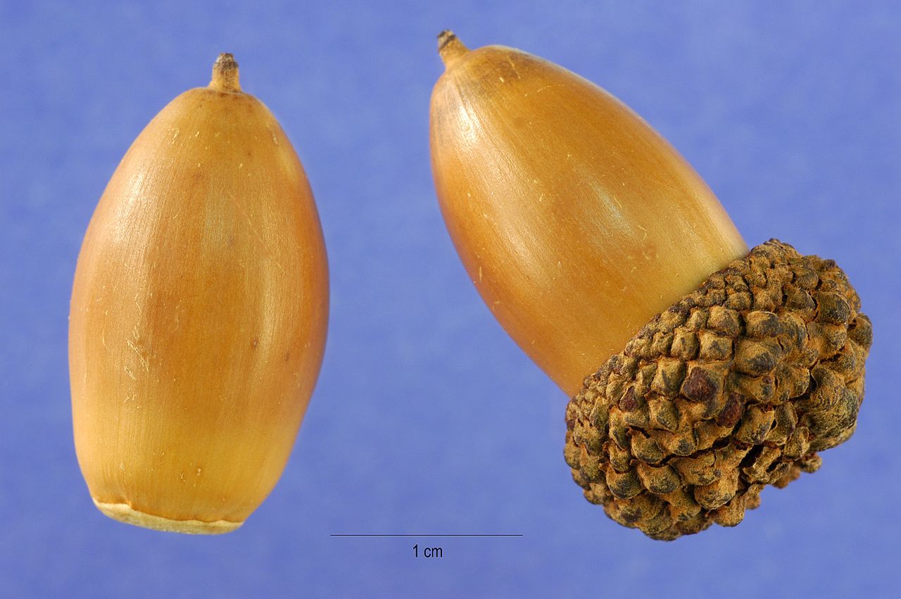 Quercus alba white oak acorns showing species identification detail