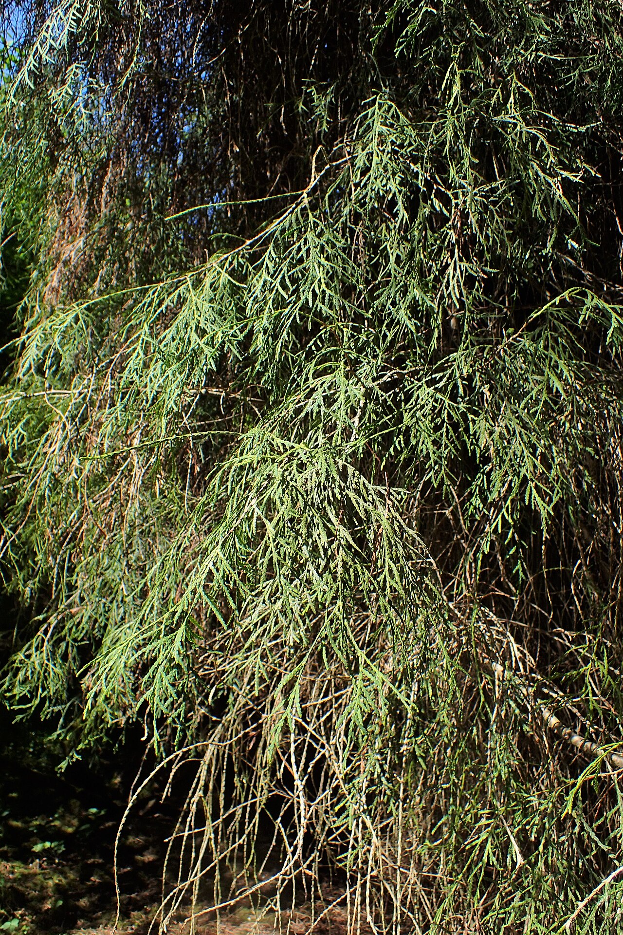 Thuja occidentalis Filiformis threadleaf arborvitae with graceful pendulous foliage