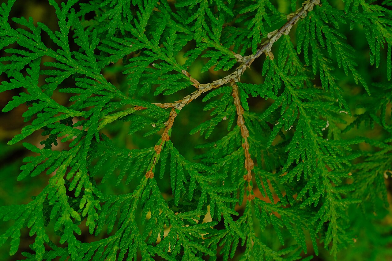 Close-up of arborvitae Thuja foliage showing rich green texture
