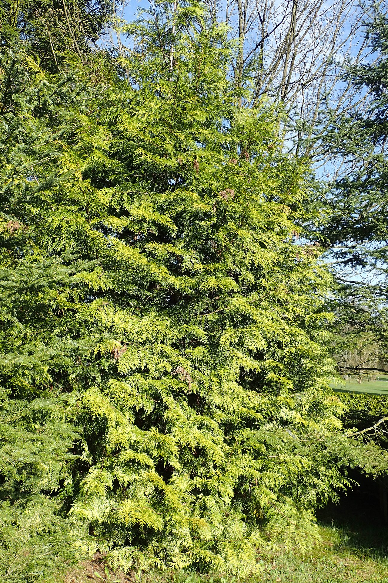 Thuja plicata Zebrina variegated western red cedar with golden-banded striped foliage