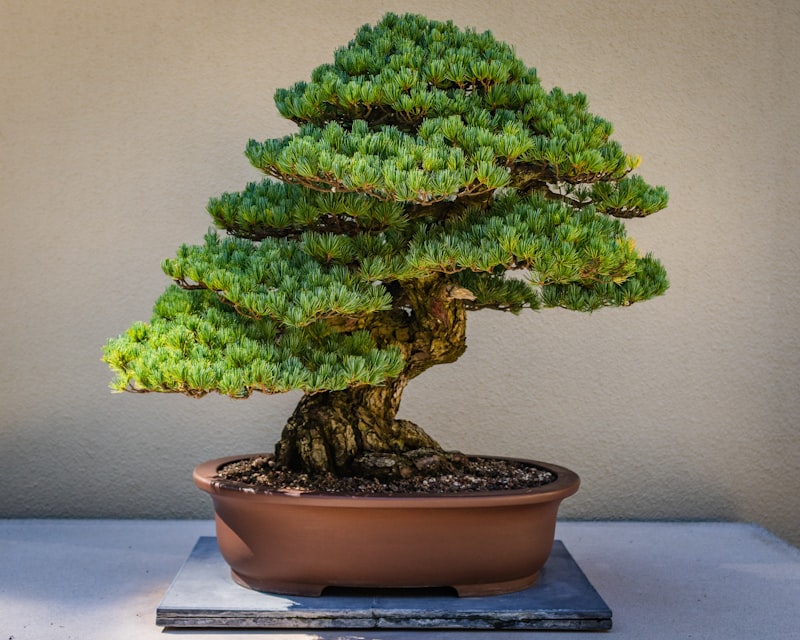 A beautifully developed bonsai tree with thick trunk and refined branch structure in a classic ceramic pot