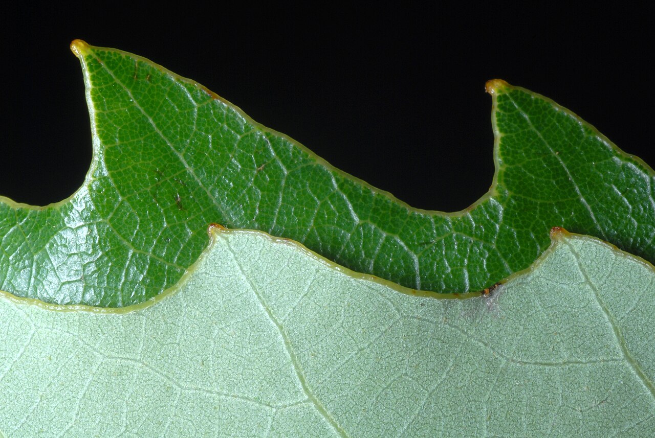 Chinkapin oak leaf macro showing distinctive fine-toothed serrated edges