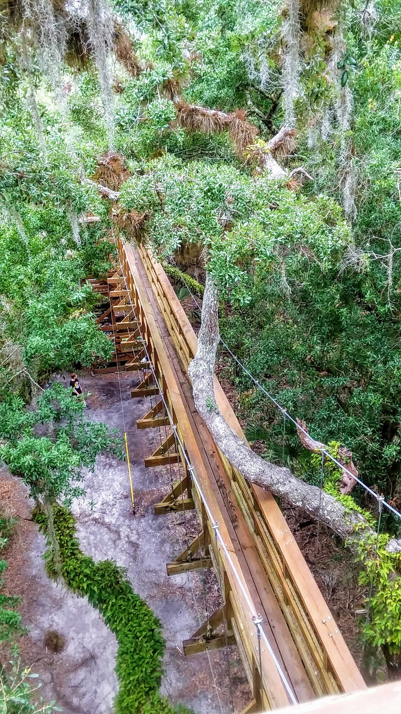 Sunlight filtering through mature oak forest canopy in southern Michigan