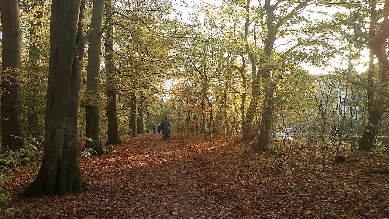 Sunlit deciduous forest with autumn foliage and fallen leaves