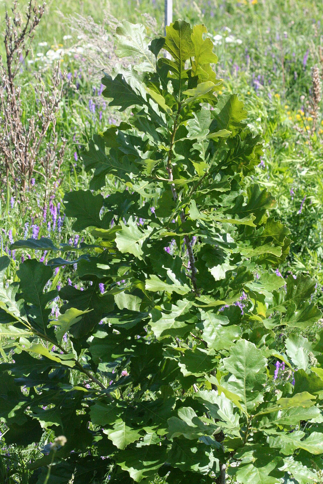 Mature oak tree with broad crown and distinctive branching structure