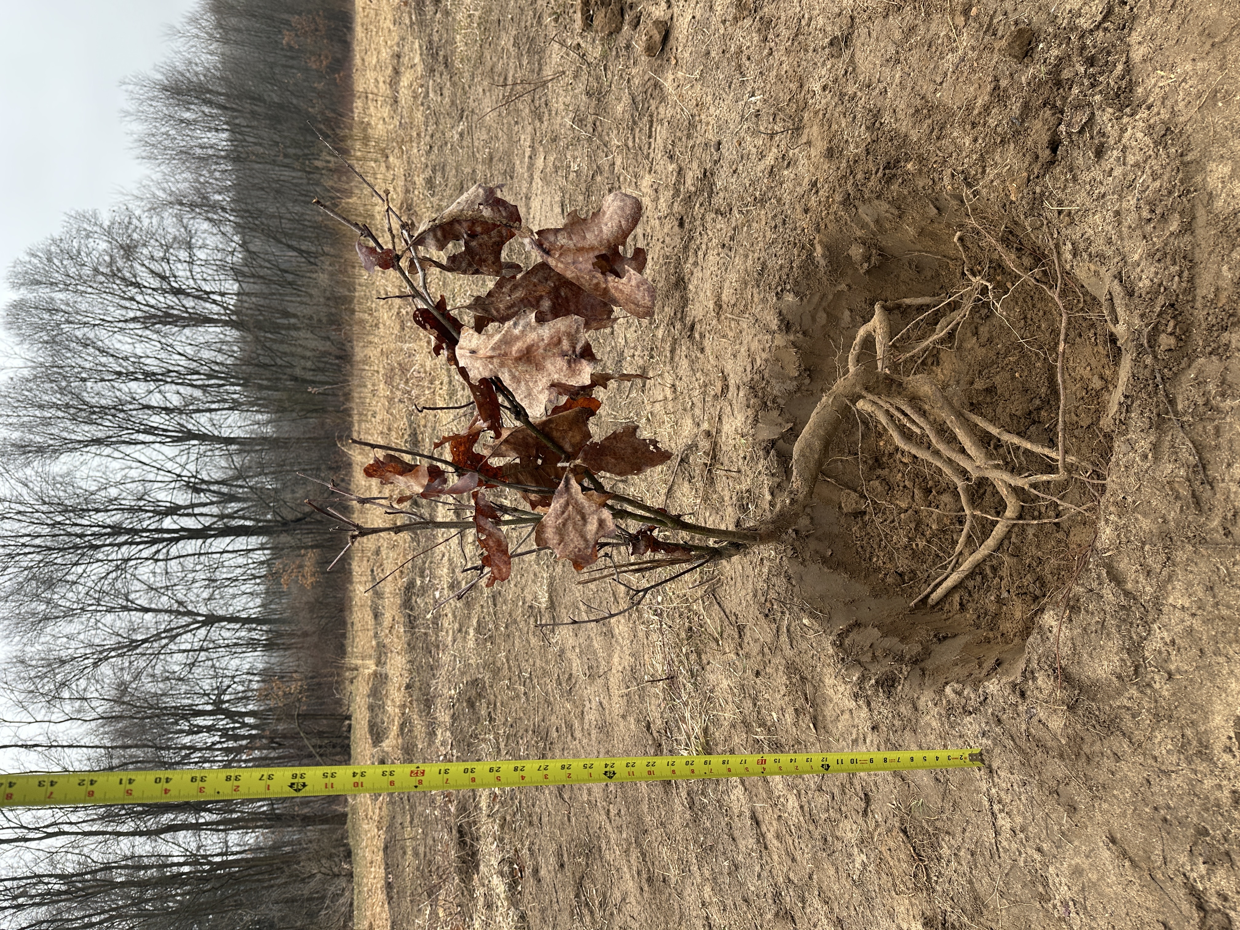 Red Oak #1 — full view