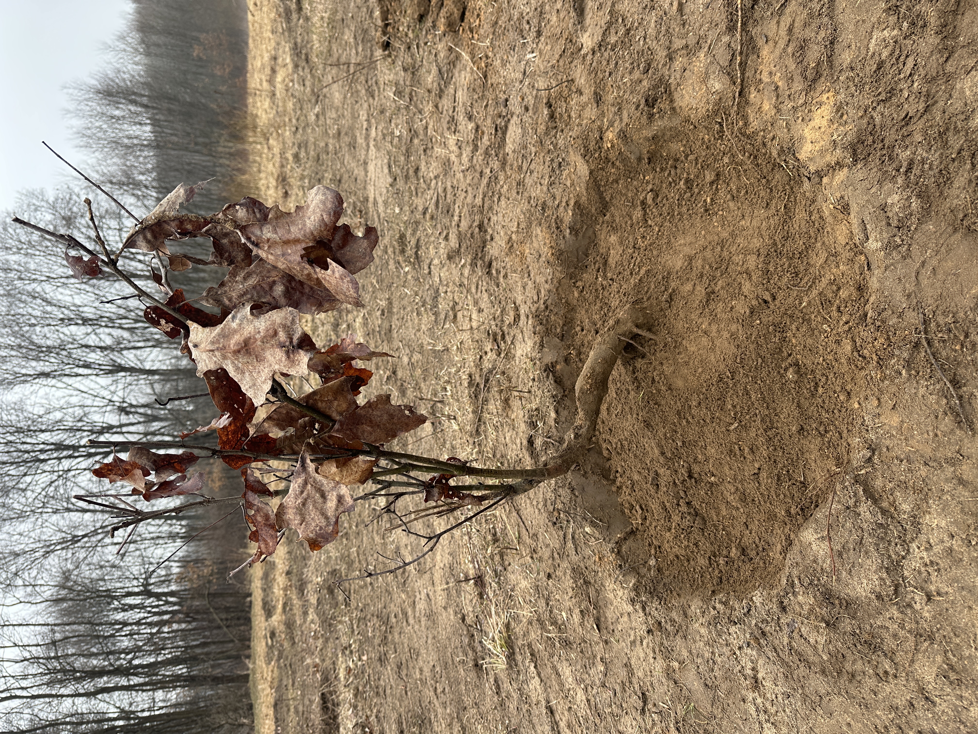 Red Oak (Quercus rubra)