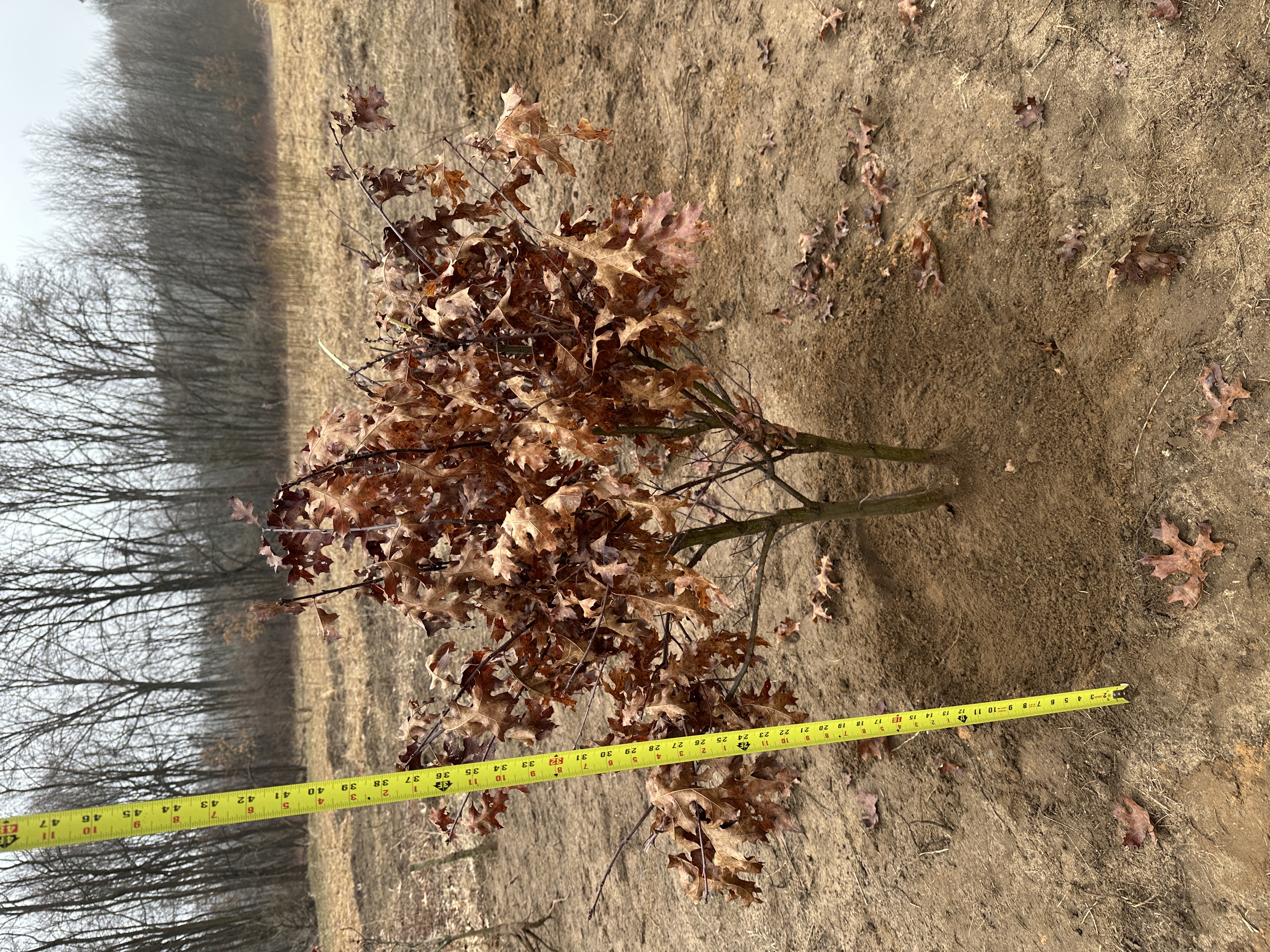 Red Oak (Quercus rubra)