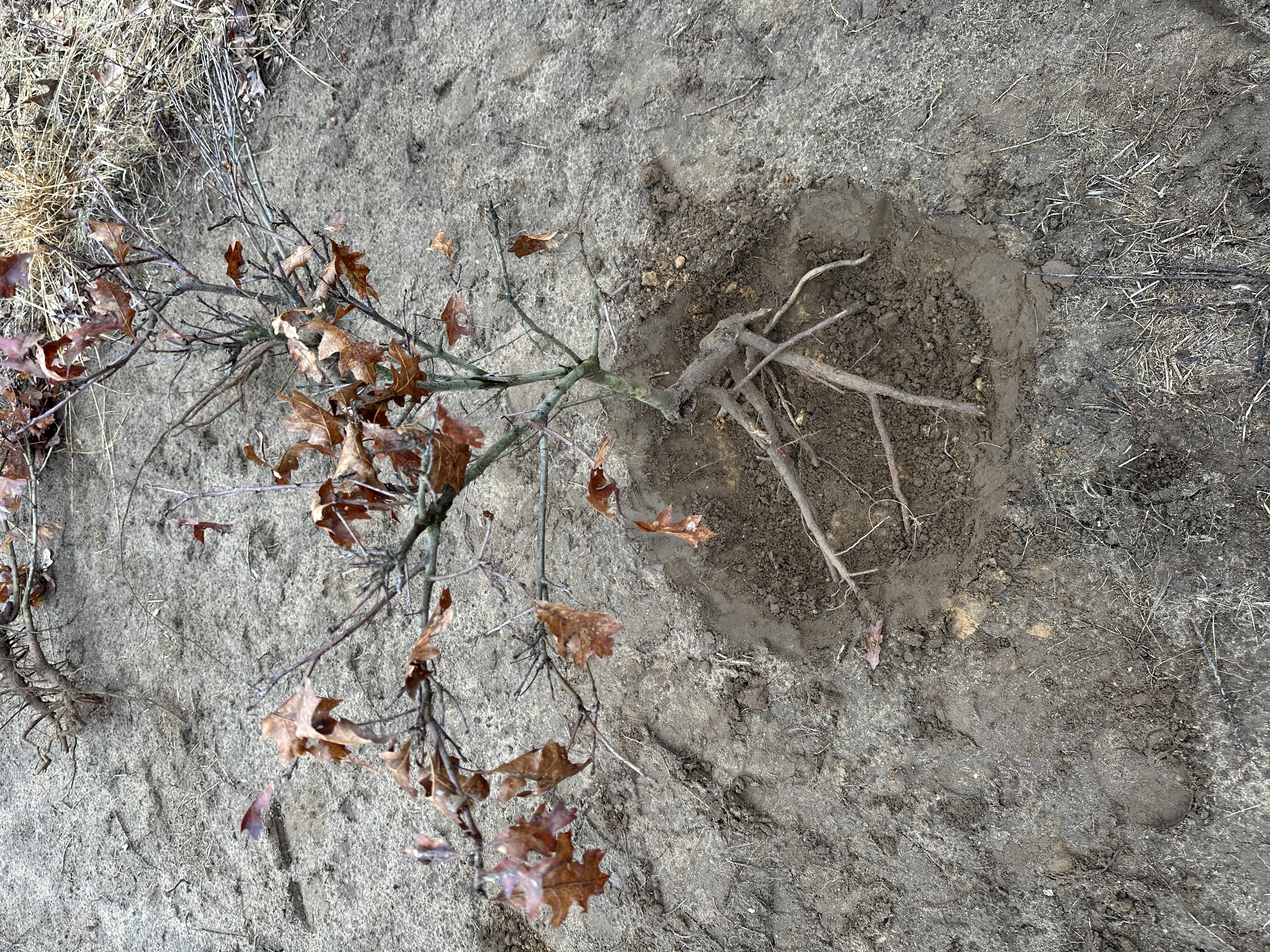 Red Oak #3 — top-down root view