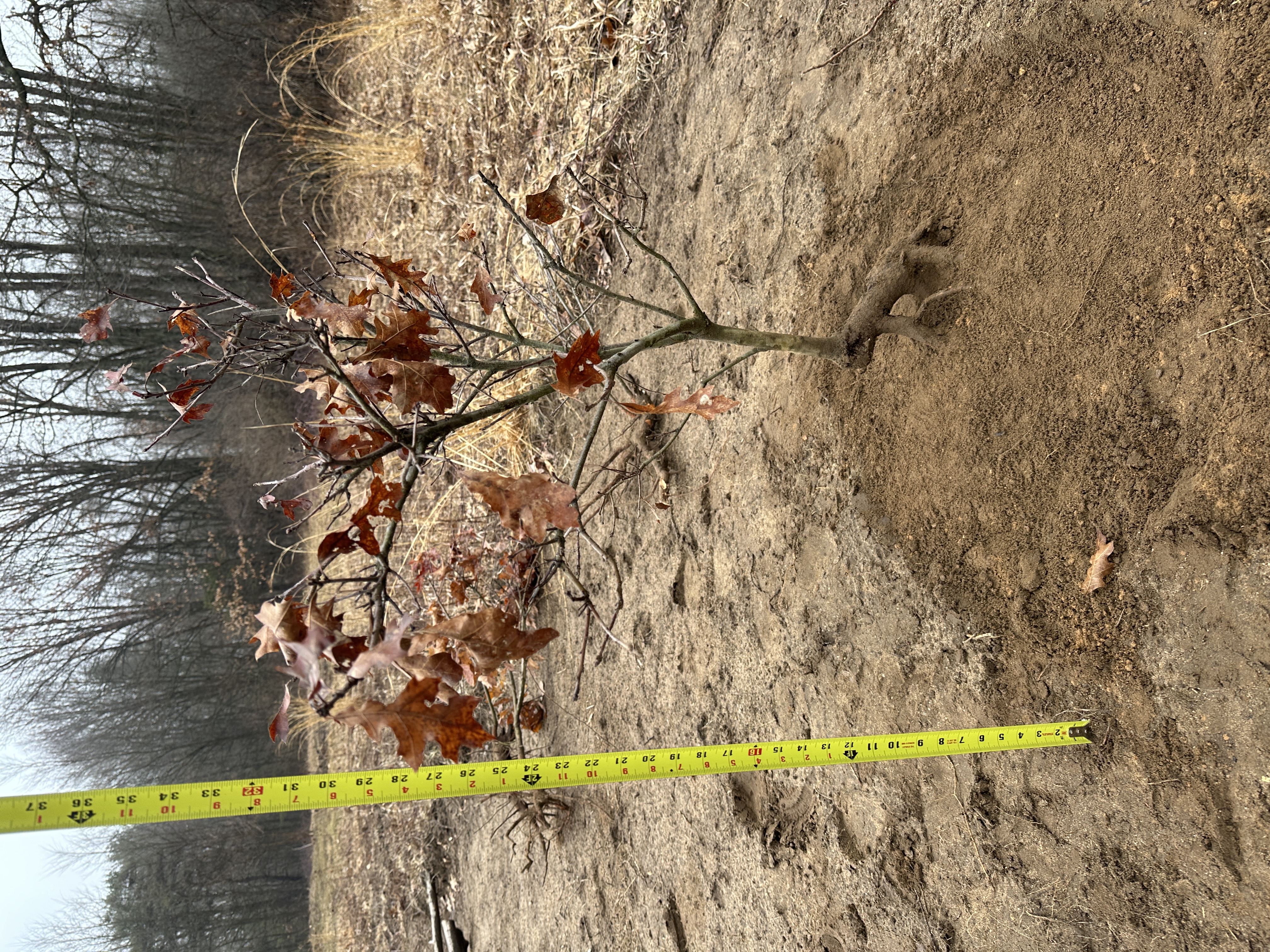 Red Oak (Quercus rubra)