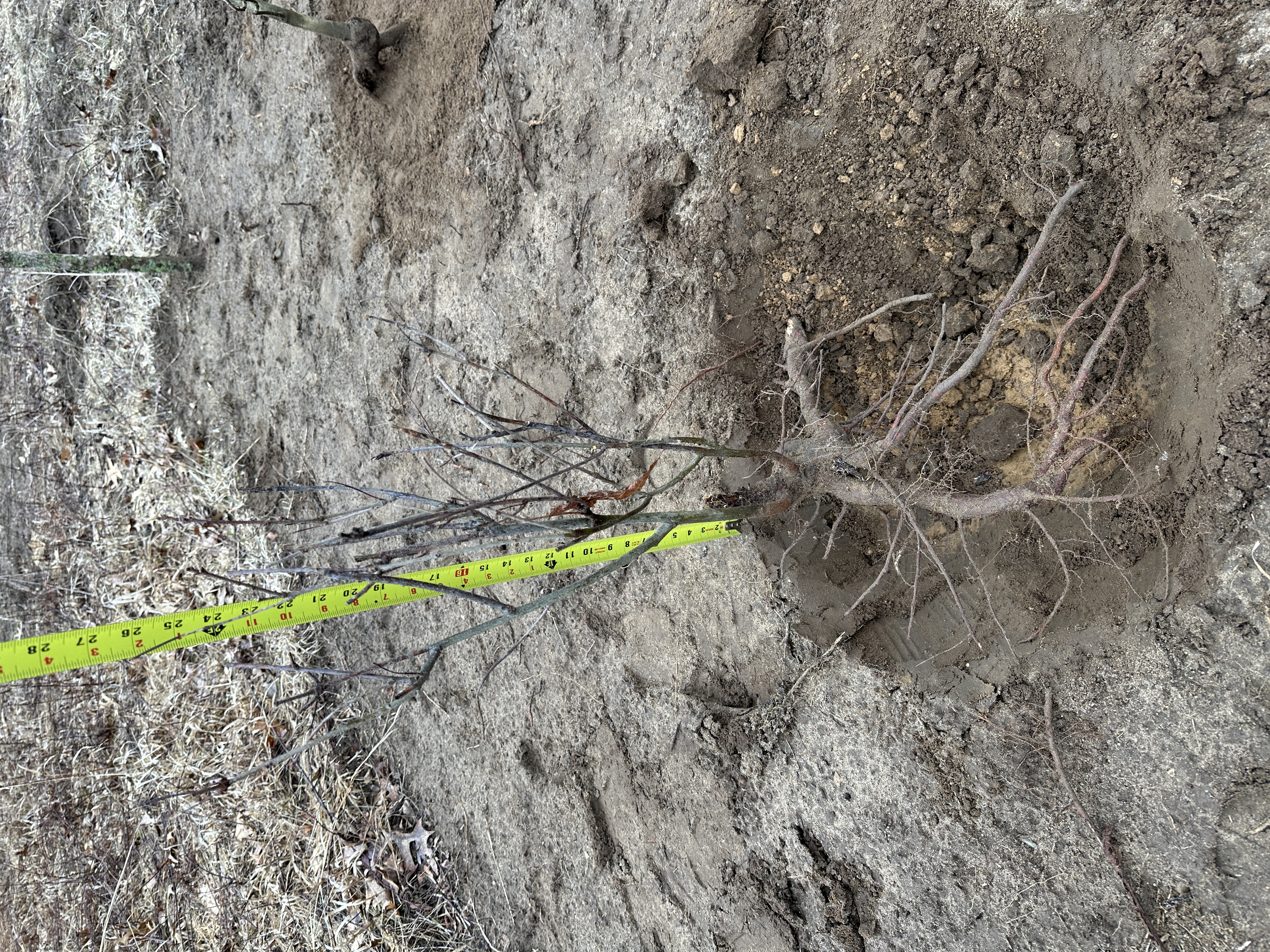 Red Oak #4 — branching detail