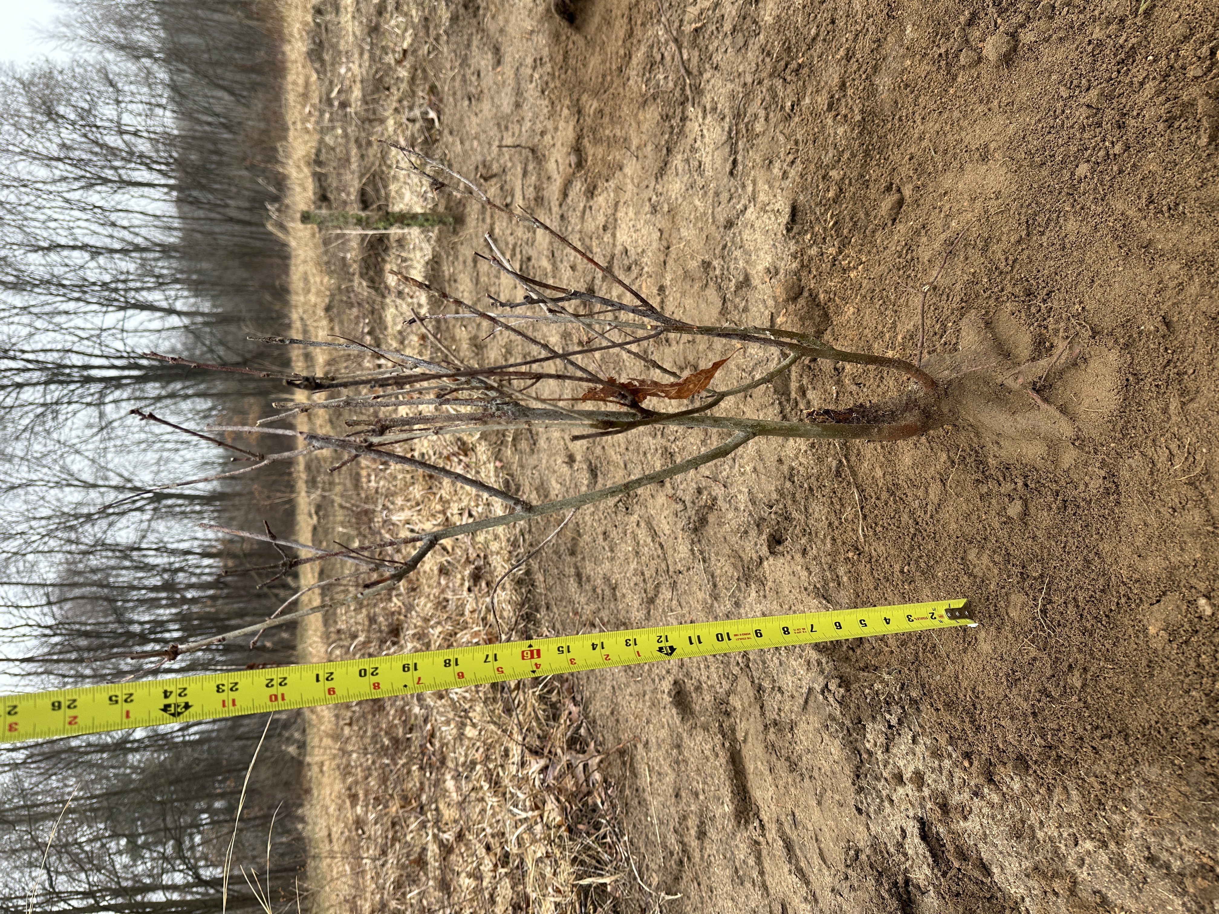 Red Oak (Quercus rubra)