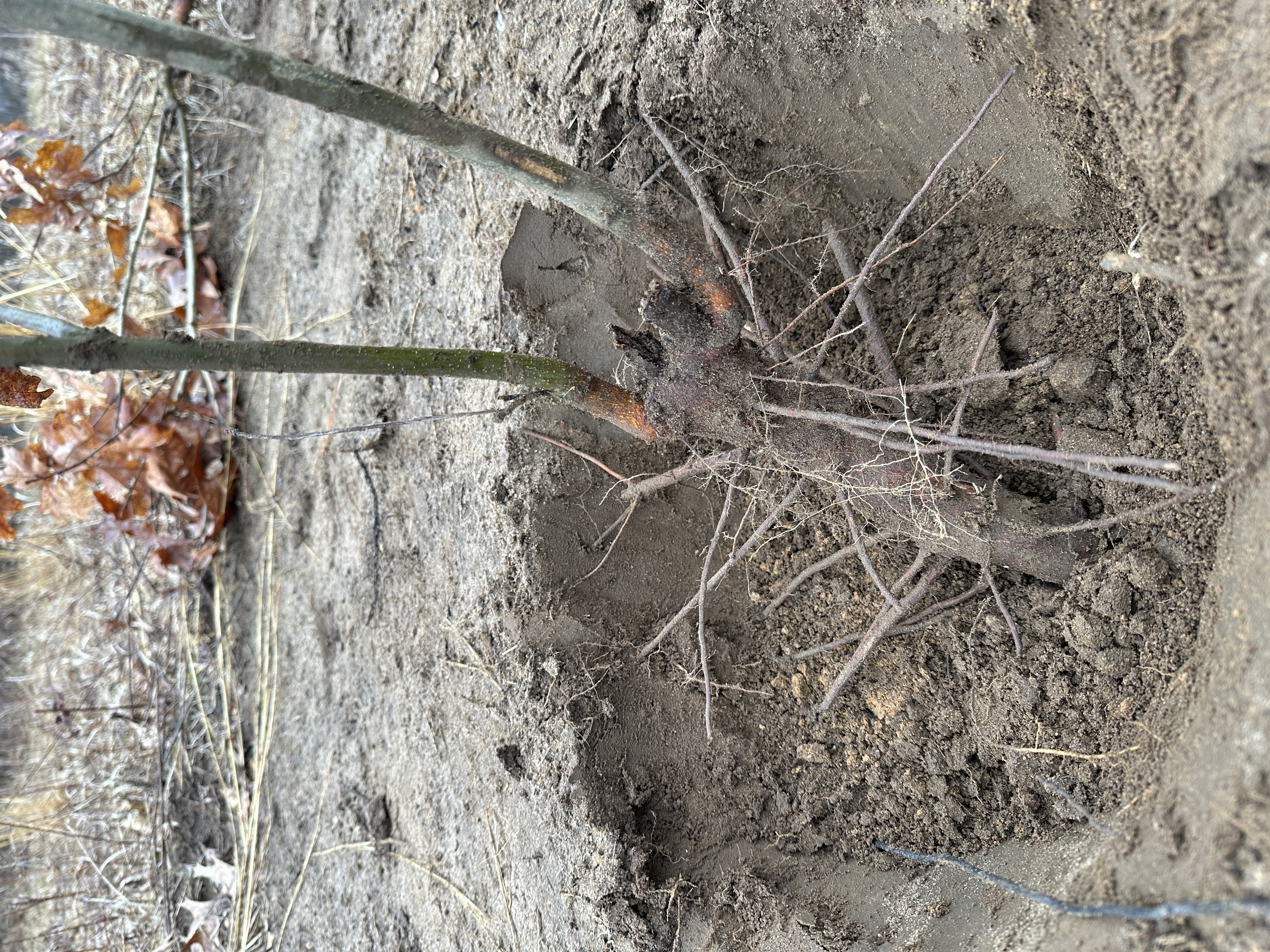 Red Oak #5 — root closeup