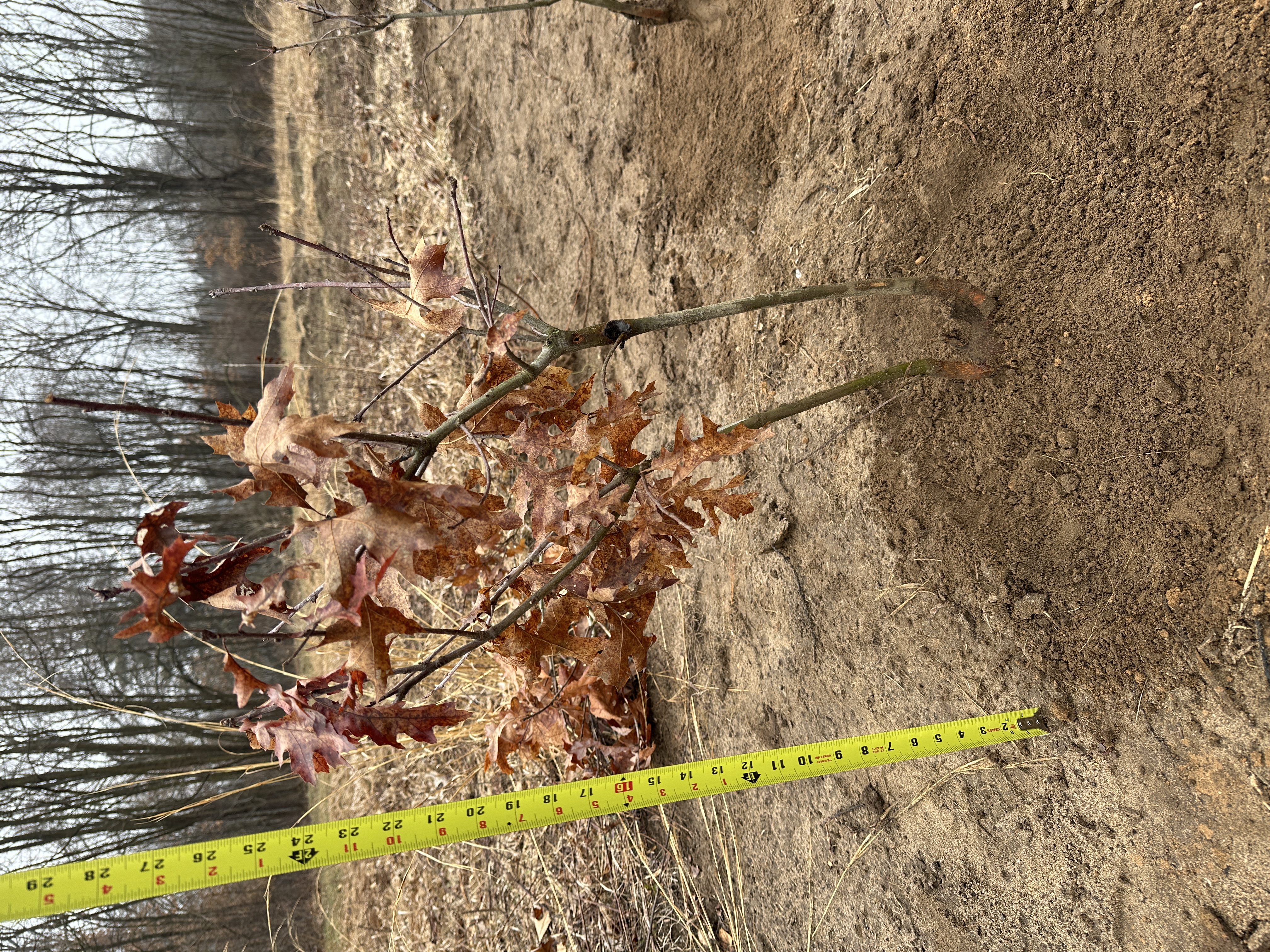 Red Oak (Quercus rubra)