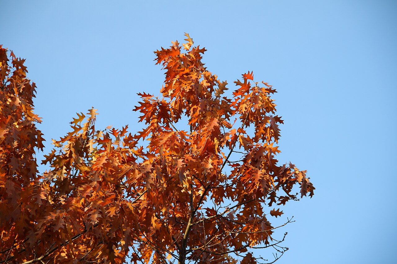 Quercus rubra red oak canopy with vibrant crimson-orange autumn foliage