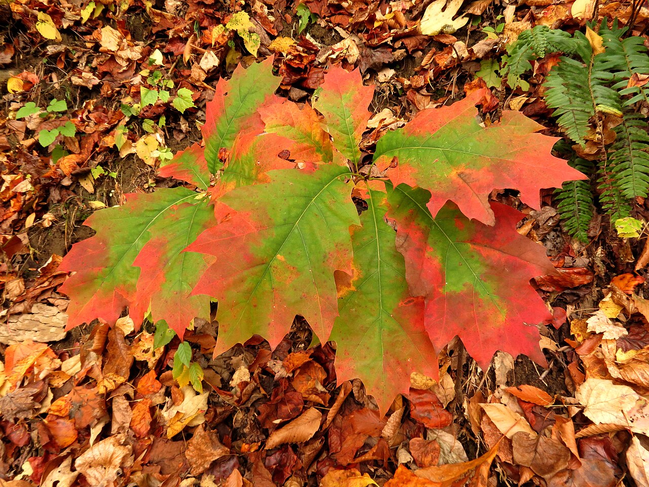 Young green oak seedling with developing foliage and root system