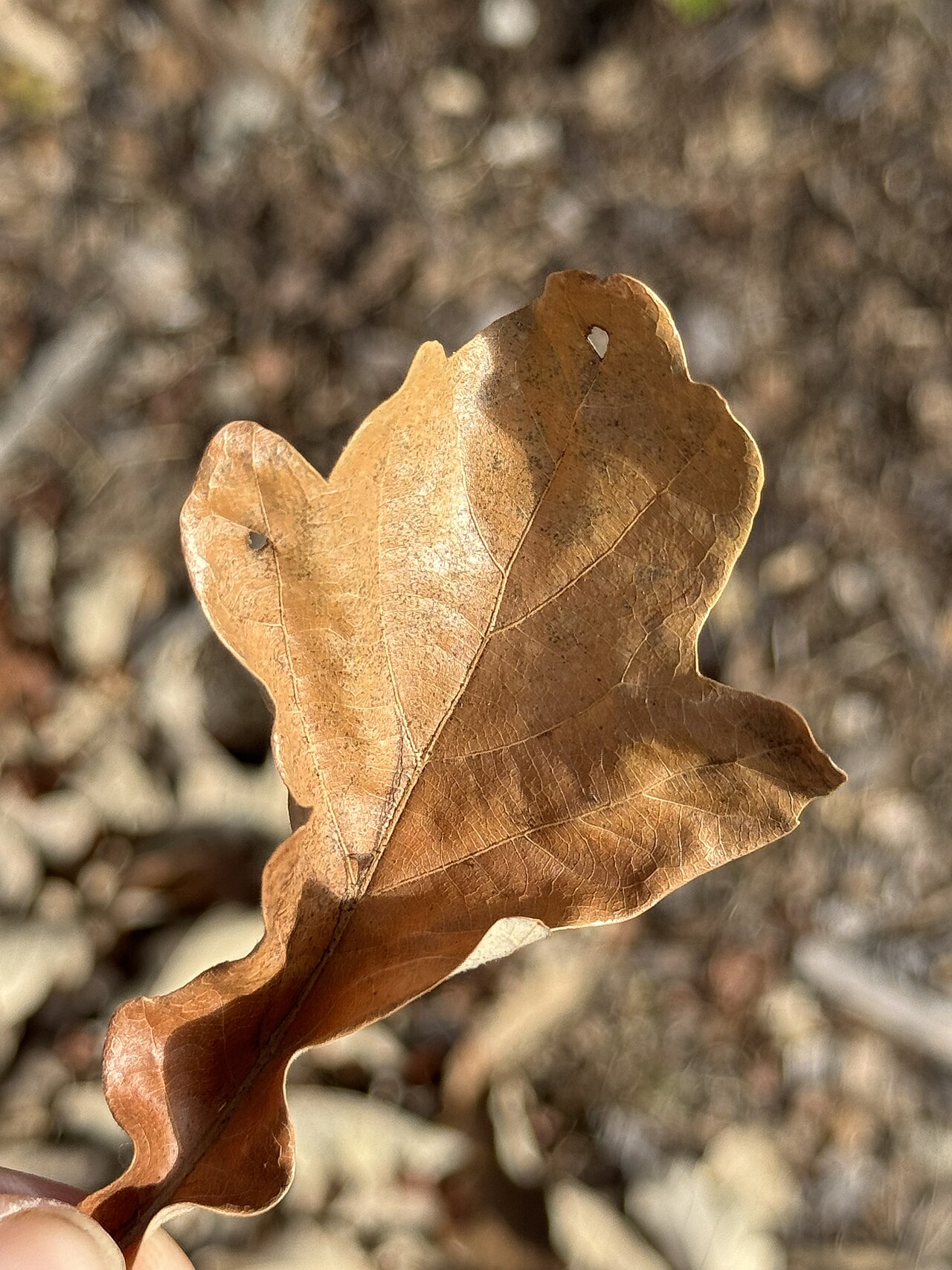 Swamp white oak leaf showing distinctive bicolor shape with pale underside