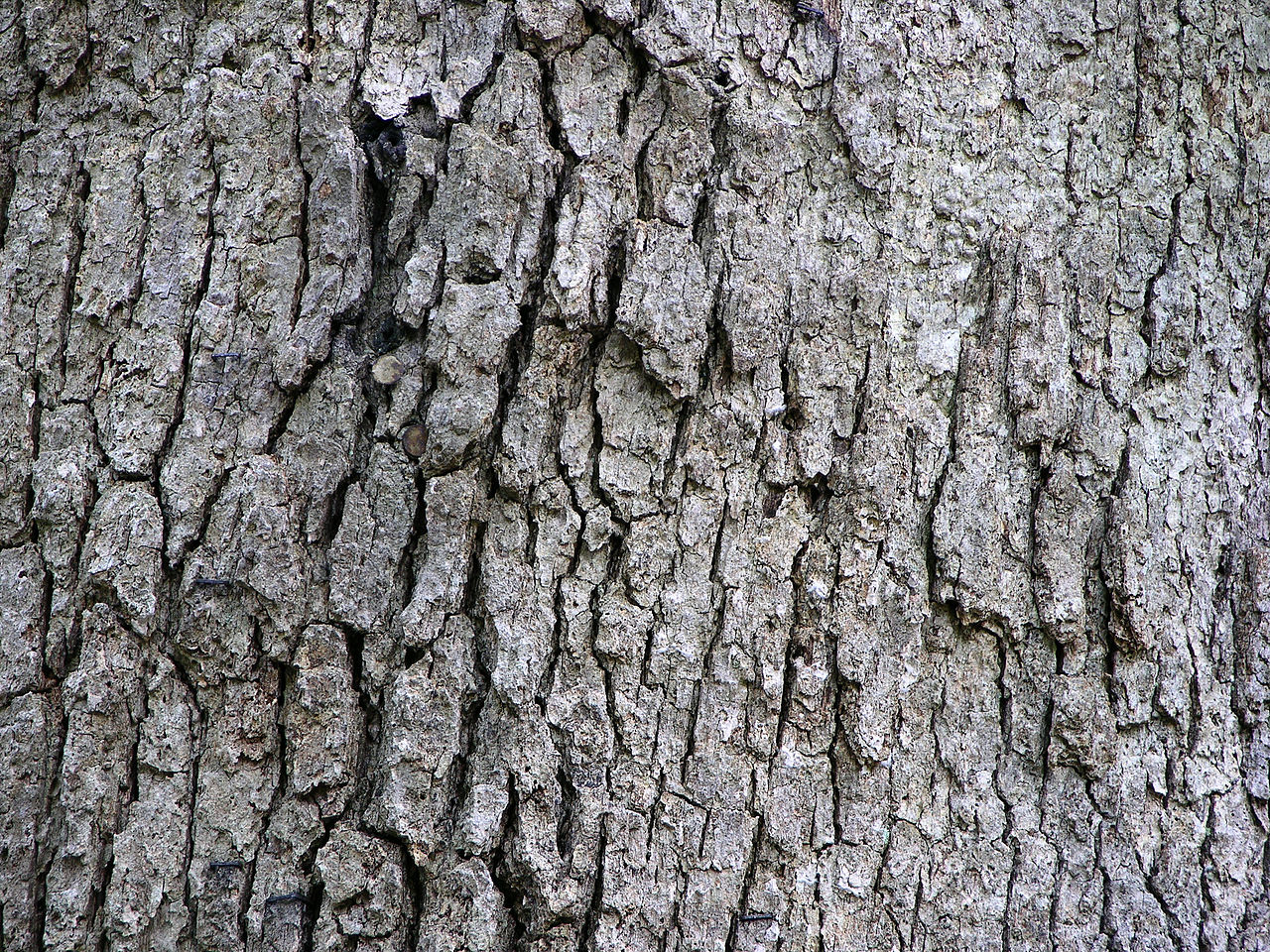 White oak trunk with characteristic pale blocky bark and rounded leaf lobes